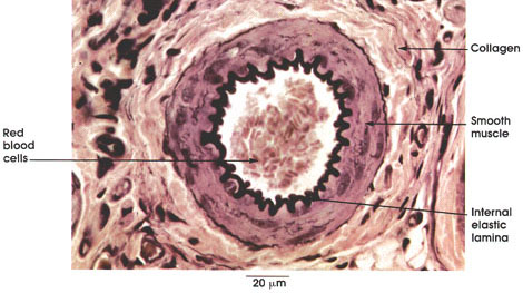 Plate 8.156 Arteriole