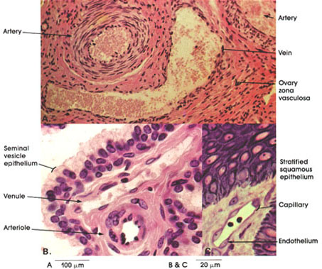 Structure of arteries,veins,and capillaries. Plate 8.157 Muscular Arteries, 