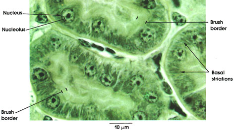 Specialization Of Cells. The cells of the proximal