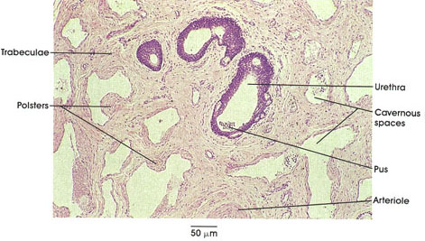 Penile Erectile Tissue