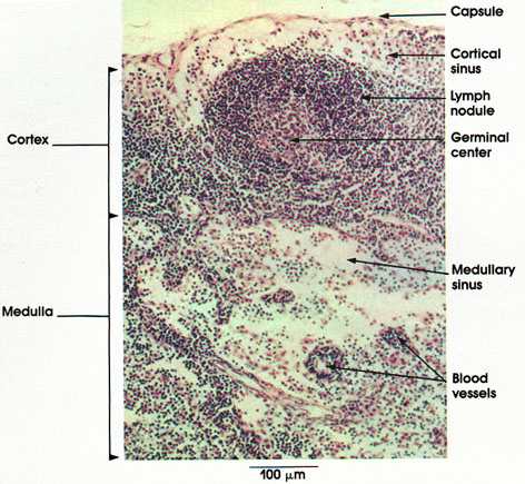 Plate 9.165 Lymph Node