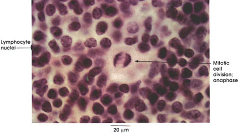 Plate 9.167 Lymphocytes