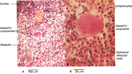 Plate 9.170 Thymus