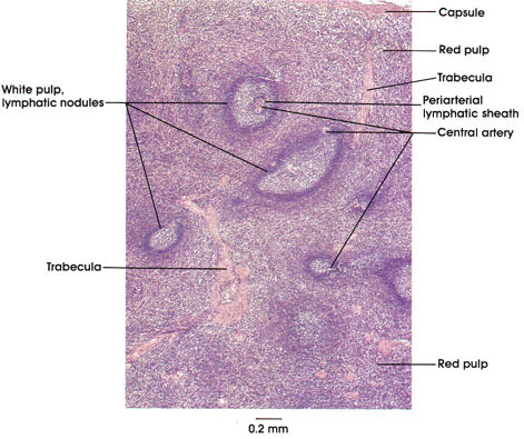 SPLEEN. Plate 9.172 Spleen. Human, 10% formalin, H. & E., 35 x. SPLEEN. Plate 9.172 Spleen. Human, 10% formalin, H. & E., 35 x.