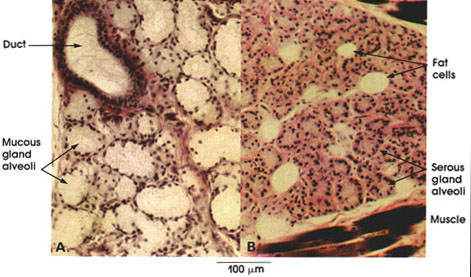 Plate 10.182 Lingual Glands