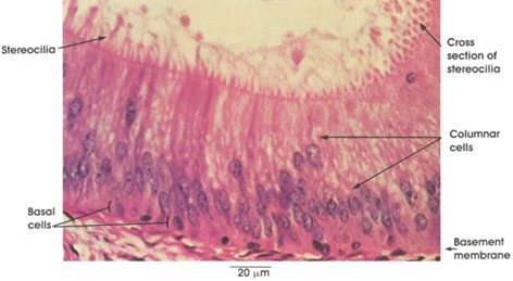 Pseudostratified+columnar+epithelium