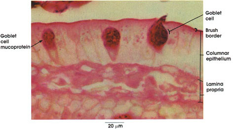 Plate 10.196 Duodenum