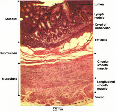 Plate 10.204 Appendix