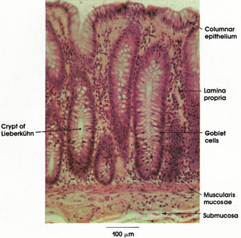 Plate 10.207 Colon