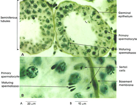 Plate 2.21: Stratified Germinal Epithelium