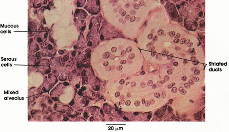 Plate 10.211 Submandibular Gland