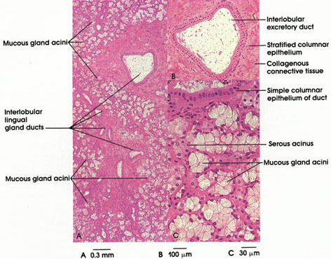 Plate 10.212 Sublingual Gland