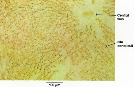 Plate 10.218 Liver: Bile Canaliculi