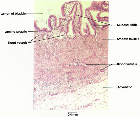 gallbladder anatomy. GALLBLADDER