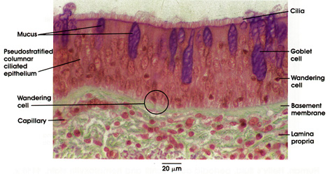 Plate 11.222 Pseudostratified Ciliated Epithelium