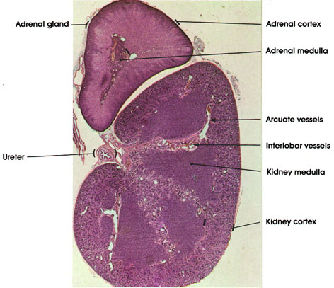 Plate 12.231 Kidney and Adrenal Gland