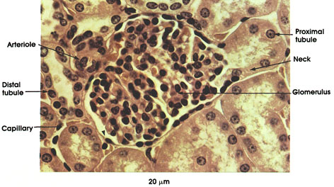 Plate 12.234 Kidney: Cortex