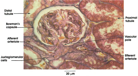 Plate 12.236 Kidney: Cortex