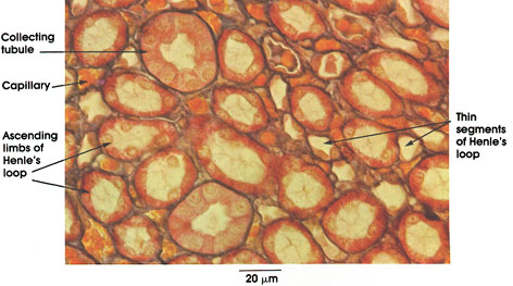 Plate 12.239 Kidney: Medulla