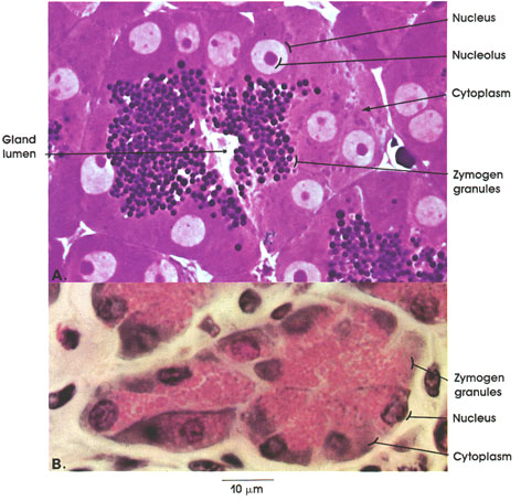 Plate 2.26: Glandular Epithelium