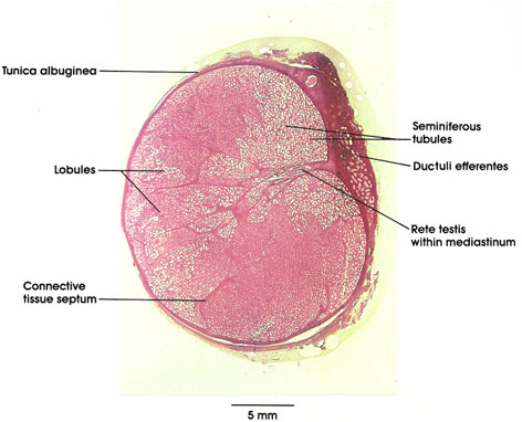 Plate 14.262 Testis