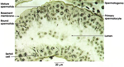 Plate 14.265 Seminiferous Tubule
