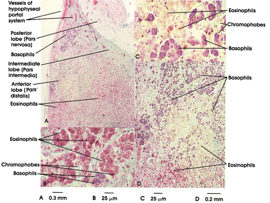 Plate 15.280 Hypophysis Cerebri