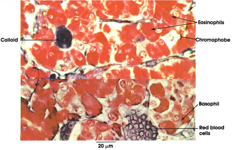 Plate 15.283 Pituitary Gland