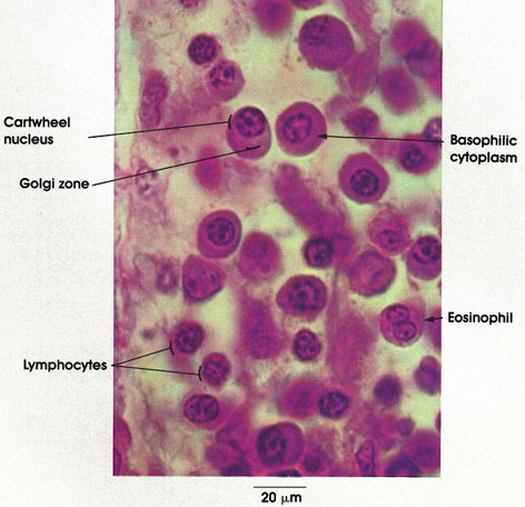 Mast cell h and e