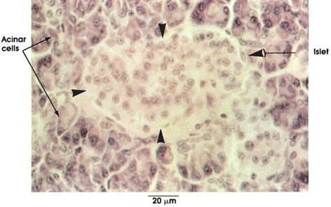 Plate 15.290 Pancreas