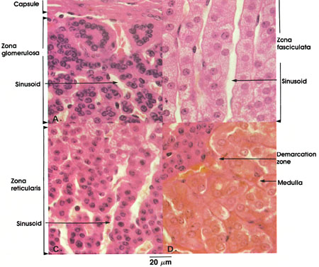 Secreted By The Adrenal Cortex