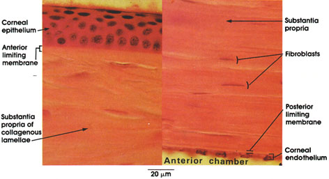 Atlas of Microscopic Anatomy: Section 16 - Special Senses
Plate 16.301 Cornea