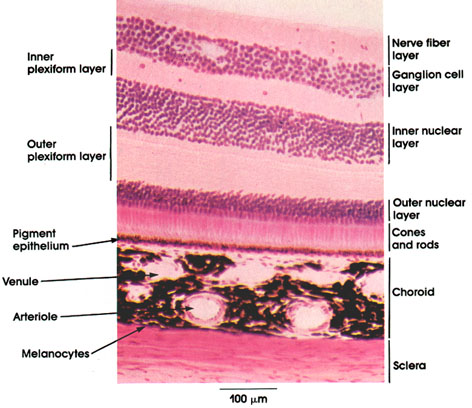 digital medical library - Atlas of Microscopic Anatomy