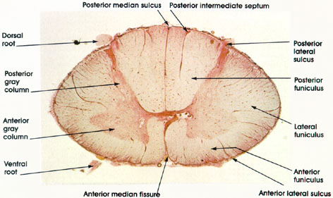 spinal cord regions