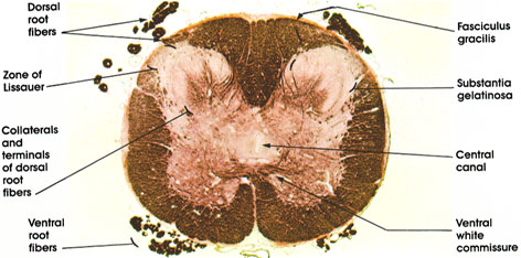 Plate 17.322 Spinal Cord: Sacral Region