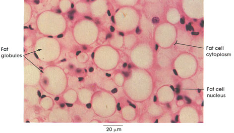 Plate 3.40: Fat Cells