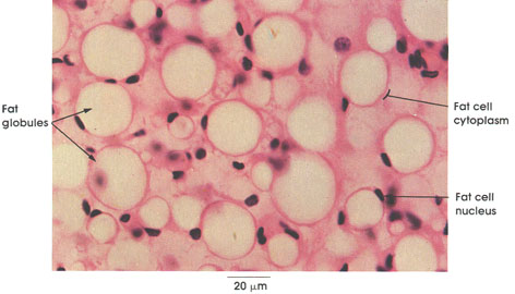 Human Fat Cells 65