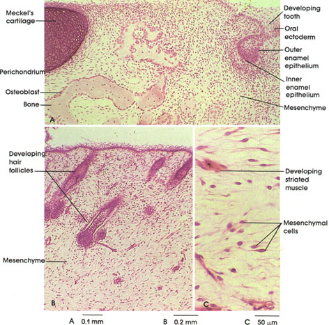 Plate 3.50: Mesenchyme