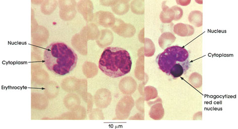 Plate 4.54: Monocytes