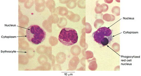 Mast cell h and e