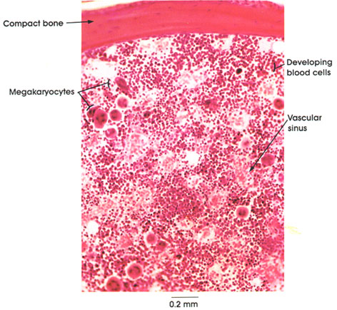Plate 4.56: Red Bone Marrow
