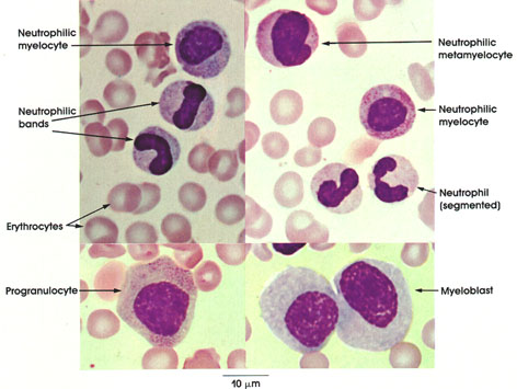 Plate 4.58: Bone Marrow