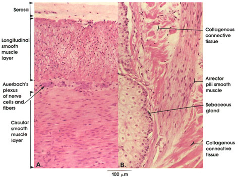 Plate 5.83: Smooth Muscle