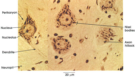 Plate 6.90 Nissl Bodies