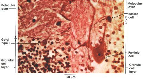 Plate 6.94 Cerebellum