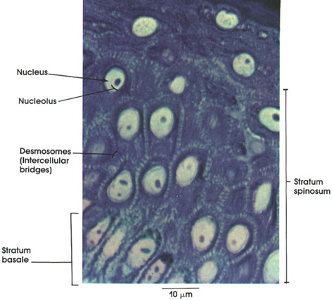 Plate 7.137 Stratified Squamous Epithelium