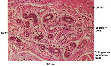 Plate 7.139 Sweat Gland