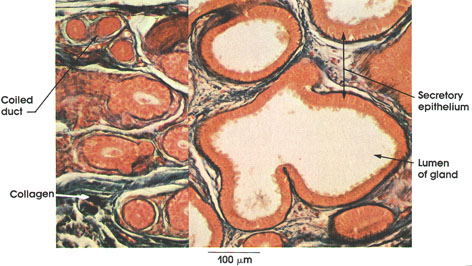 Plate 7.140 Axillary Sweat Gland