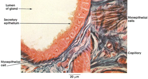 Plate 7.141 Axillary Sweat Gland: Myoepithelium