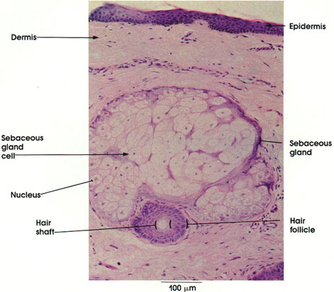 Plate 7.147 Sebaceous Gland